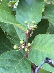 Frangula betulifolia