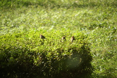 Sinosuthora webbiana