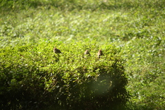 Sinosuthora webbiana