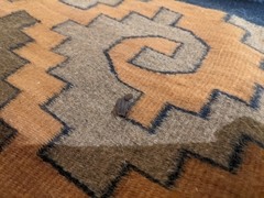 Centruroides nigrovariatus