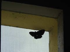 Erebus hieroglyphica