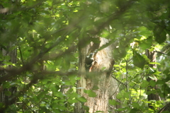 Dendrocopos leucotos