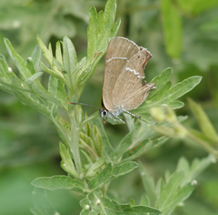 Satyrium latior