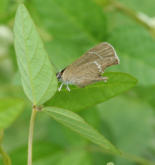 Satyrium latior