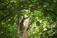 Dendrocopos leucotos