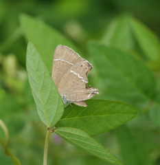 Satyrium latior