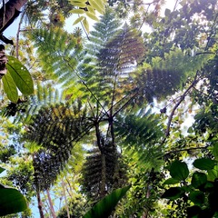 Cyathea