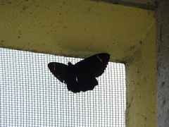 Erebus hieroglyphica