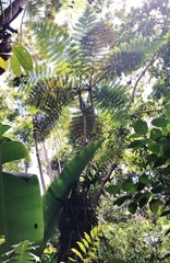 Cyathea