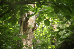 Dendrocopos leucotos