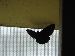 Erebus hieroglyphica