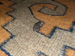 Centruroides nigrovariatus