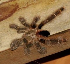 Avicularia rufa