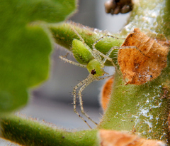 Peucetia