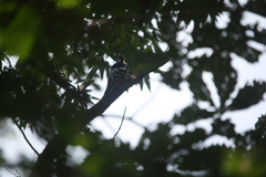 Dendrocopos leucotos