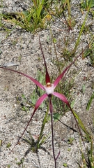 Caladenia polychroma