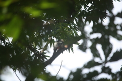 Dendrocopos leucotos