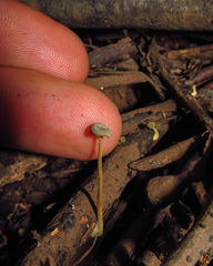 Fungi