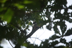 Dendrocopos leucotos