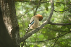 Garrulus glandarius