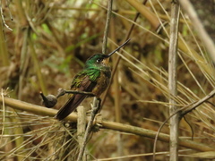 Coeligena bonapartei