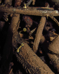 Fungi