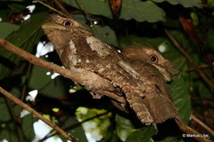 Batrachostomus moniliger