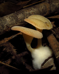 Agaricomycetes