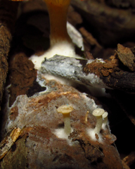 Agaricomycetes