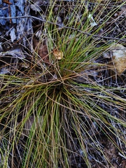 Dichanthelium linearifolium