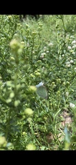 Leptophobia