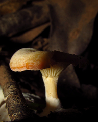 Agaricomycetes