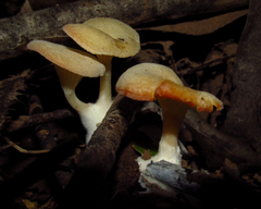 Agaricomycetes