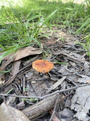 Leratiomyces ceres