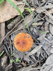 Leratiomyces ceres