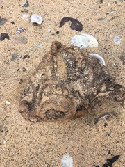 Pyura praeputialis