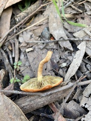 Leratiomyces ceres
