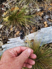 Dichanthelium linearifolium