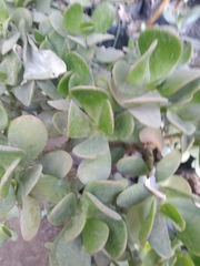 Magnoliopsida