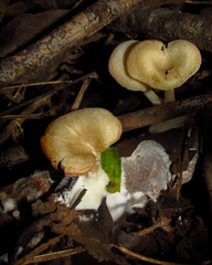 Agaricomycetes