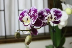 Phalaenopsis