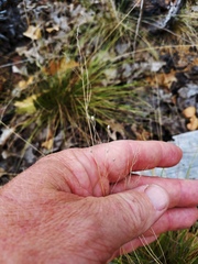 Dichanthelium linearifolium