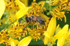 Andrena accepta