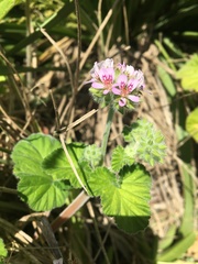 Pelargonium australe
