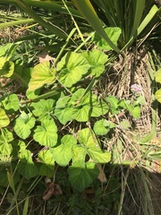Pelargonium australe