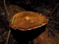 Fungi