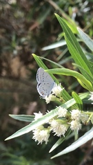 Cupido amyntula