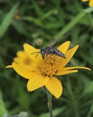 Synocoelioxys
