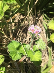 Pelargonium australe