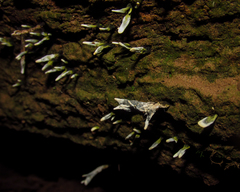 Xylaria